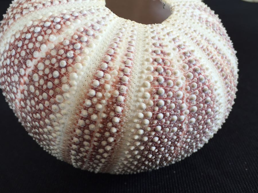 Sea Urchin Lamp [Photo 9]
