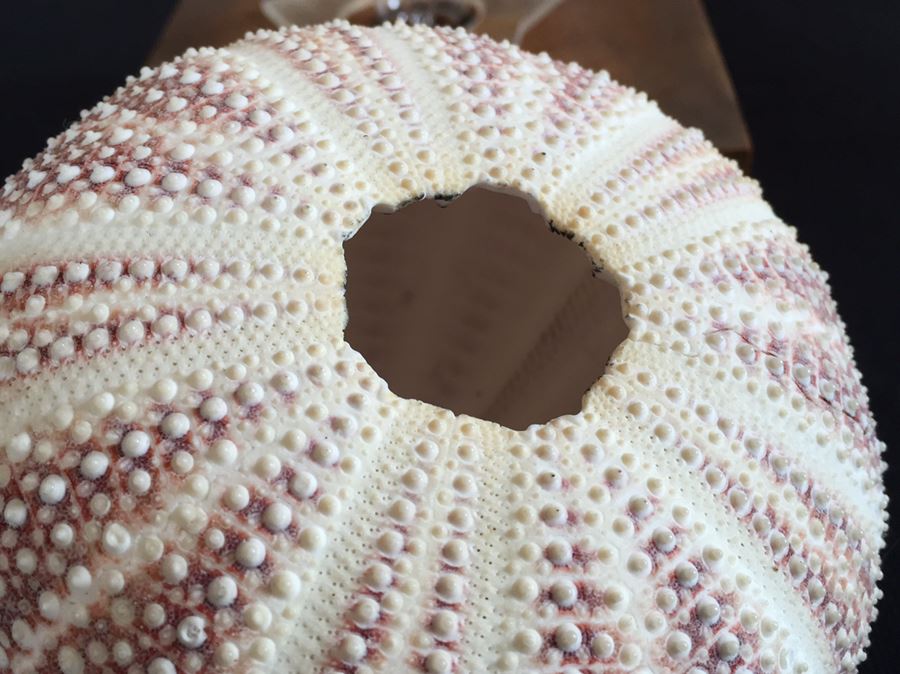 Sea Urchin Lamp [Photo 8]