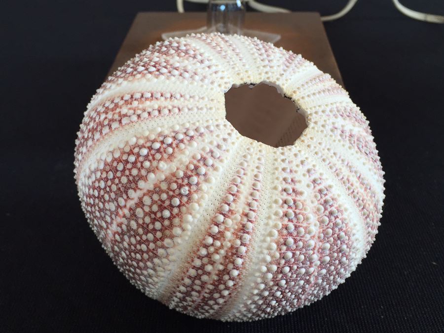 Sea Urchin Lamp [Photo 7]