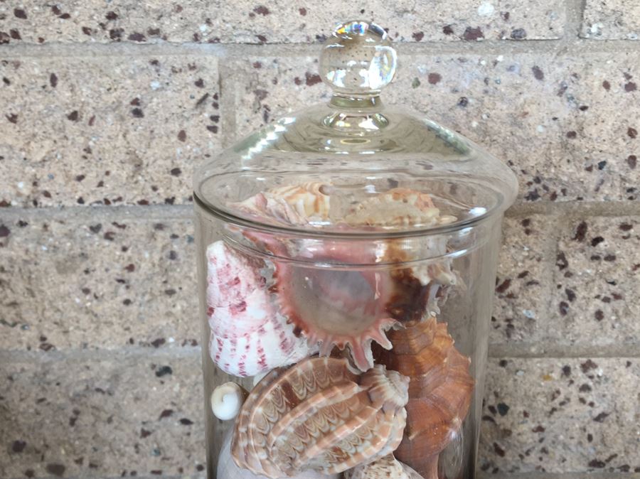 Lidded Glass Bottle Filled With Seashells [Photo 2]