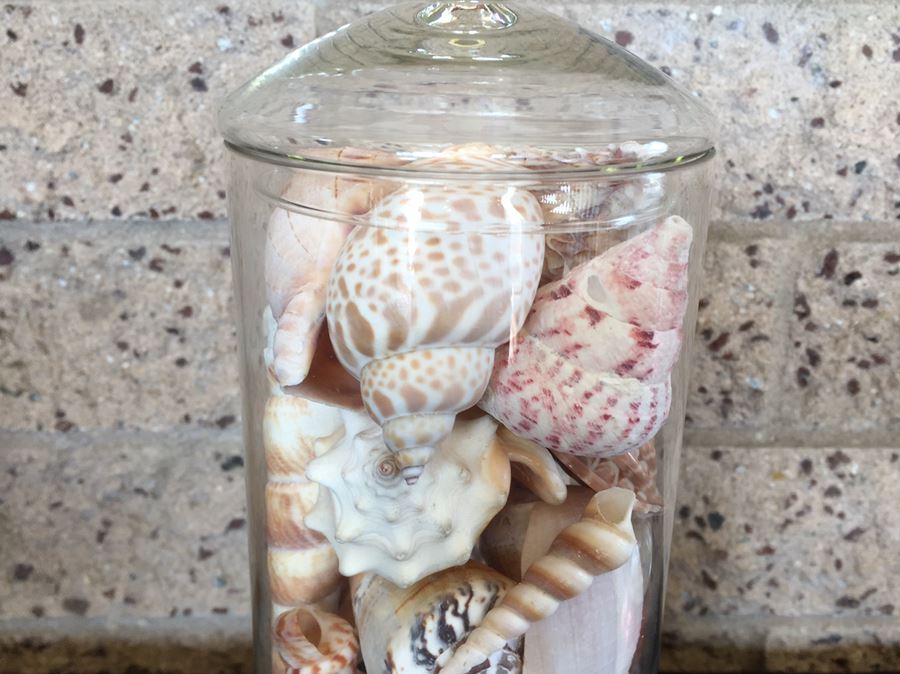 Lidded Glass Bottle Filled With Seashells [Photo 6]