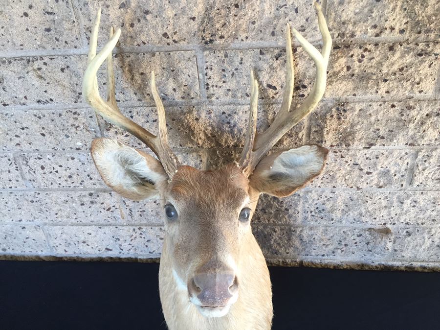 Taxidermy Deer Head [Photo 9]