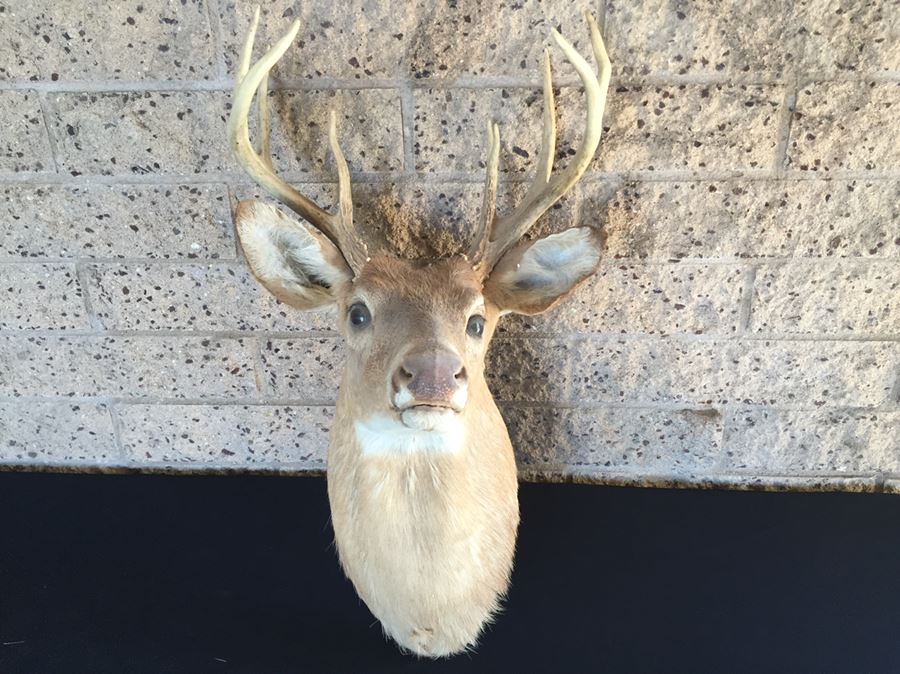 Taxidermy Deer Head [Photo 1]