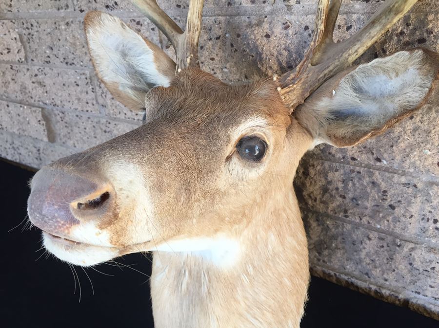 Taxidermy Deer Head [Photo 5]