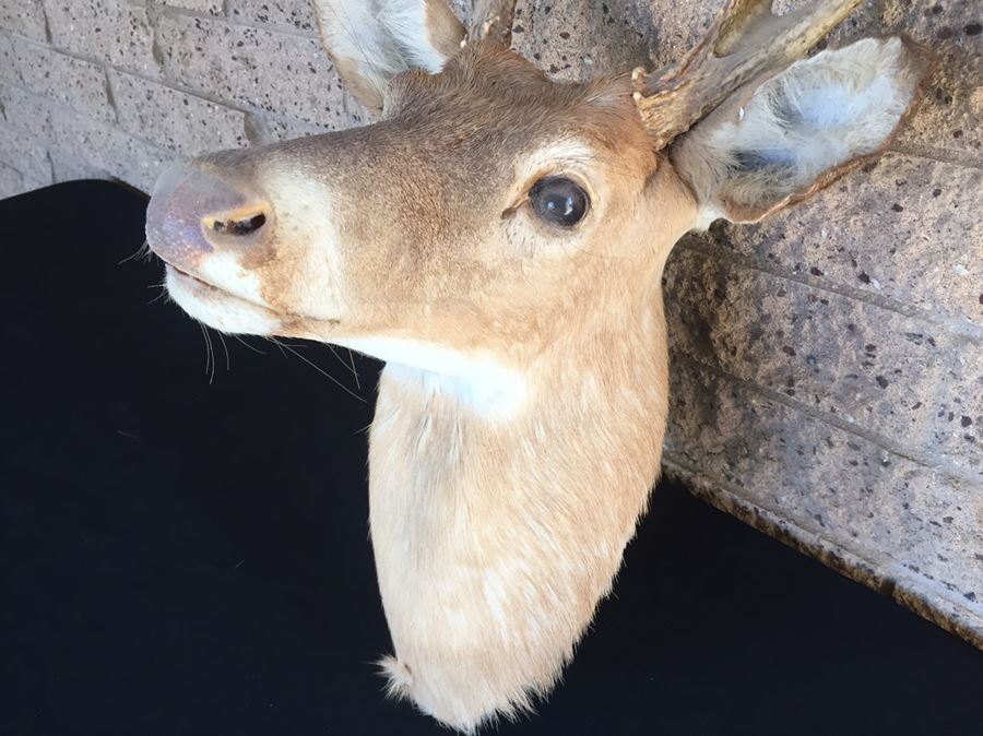 Taxidermy Deer Head [Photo 7]