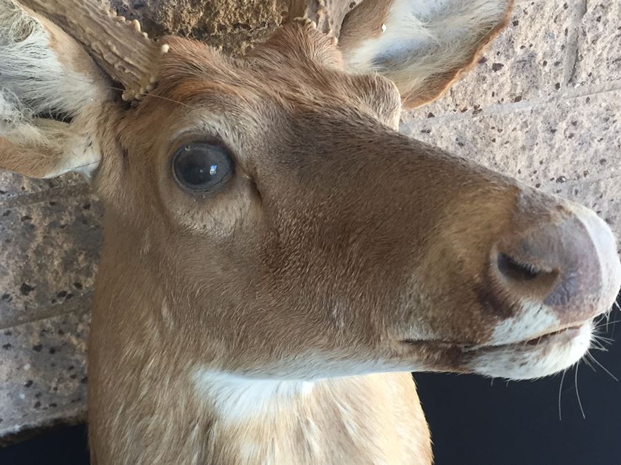 Taxidermy Deer Head [Photo 2]