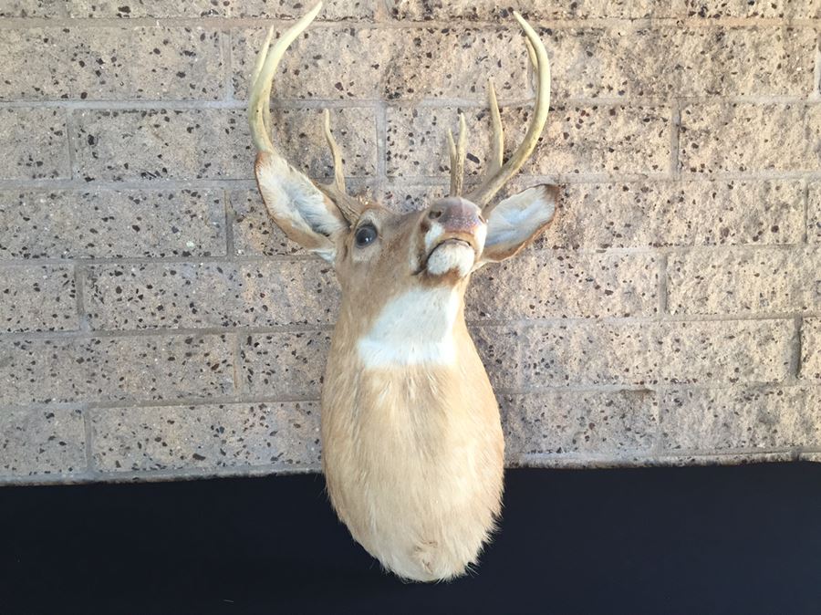 Taxidermy Deer Head [Photo 8]