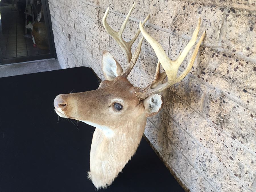 Taxidermy Deer Head [Photo 4]