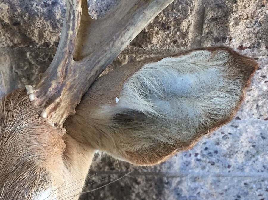 Taxidermy Deer Head [Photo 6]