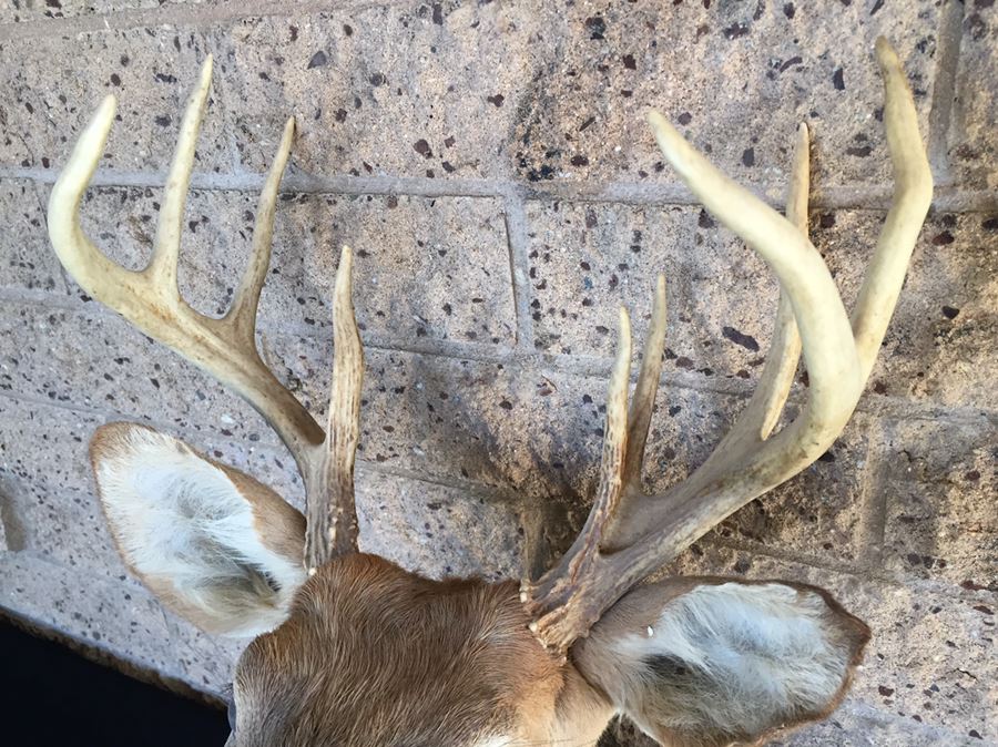 Taxidermy Deer Head [Photo 3]
