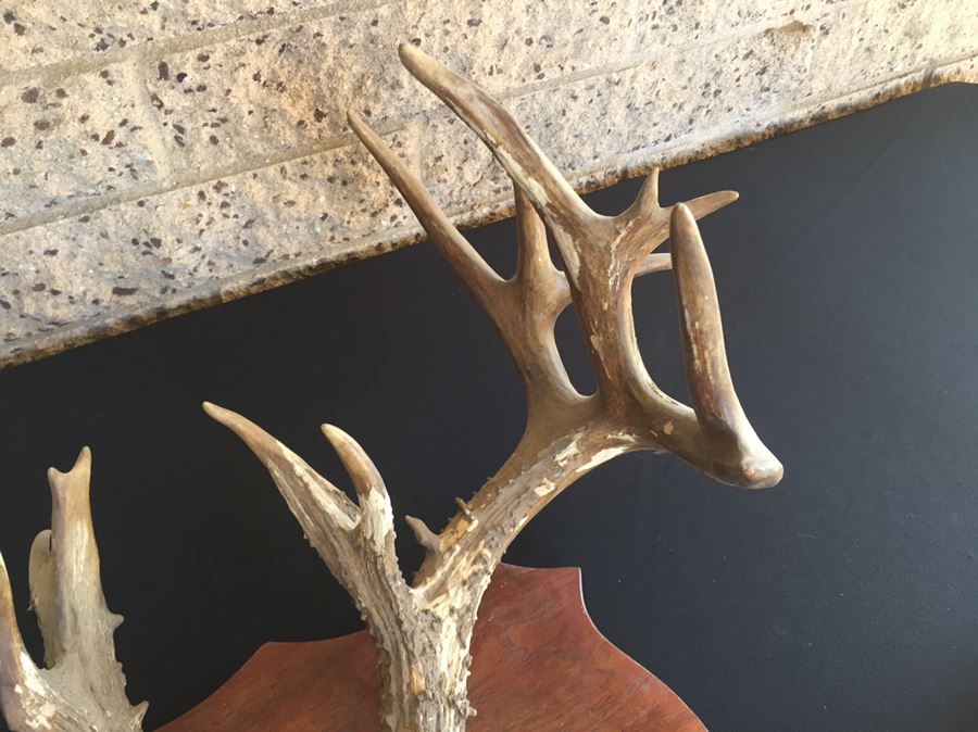 Taxidermy Mounted Antlers [Photo 8]