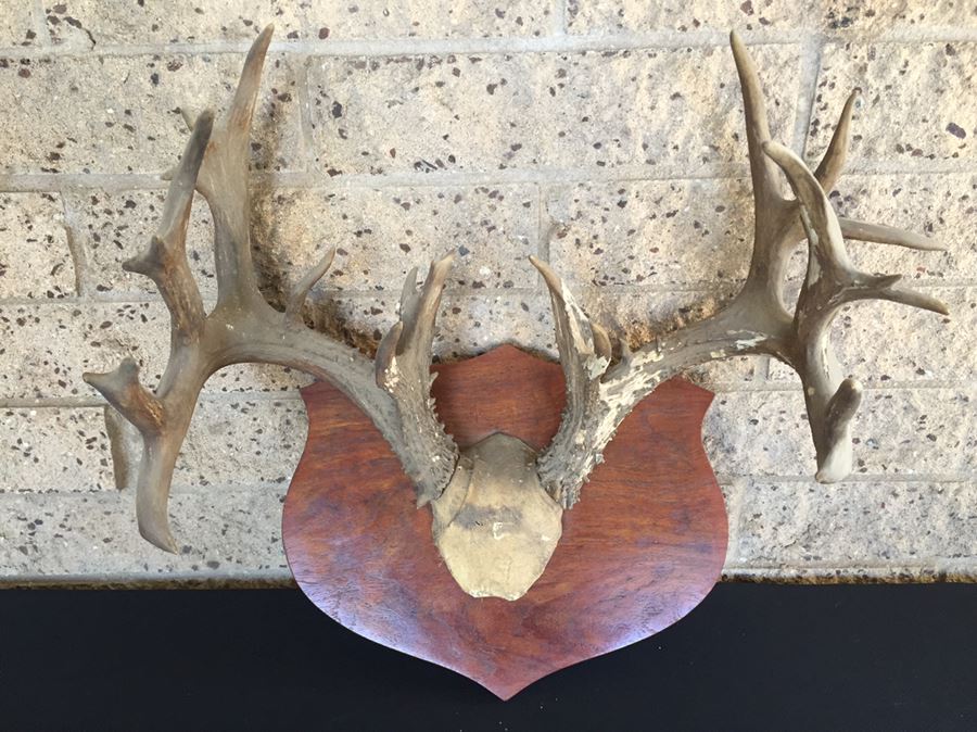 Taxidermy Mounted Antlers [Photo 2]