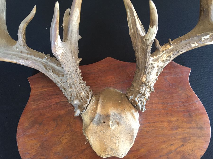 Taxidermy Mounted Antlers [Photo 3]