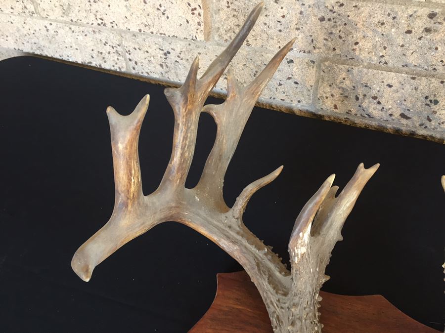 Taxidermy Mounted Antlers [Photo 6]