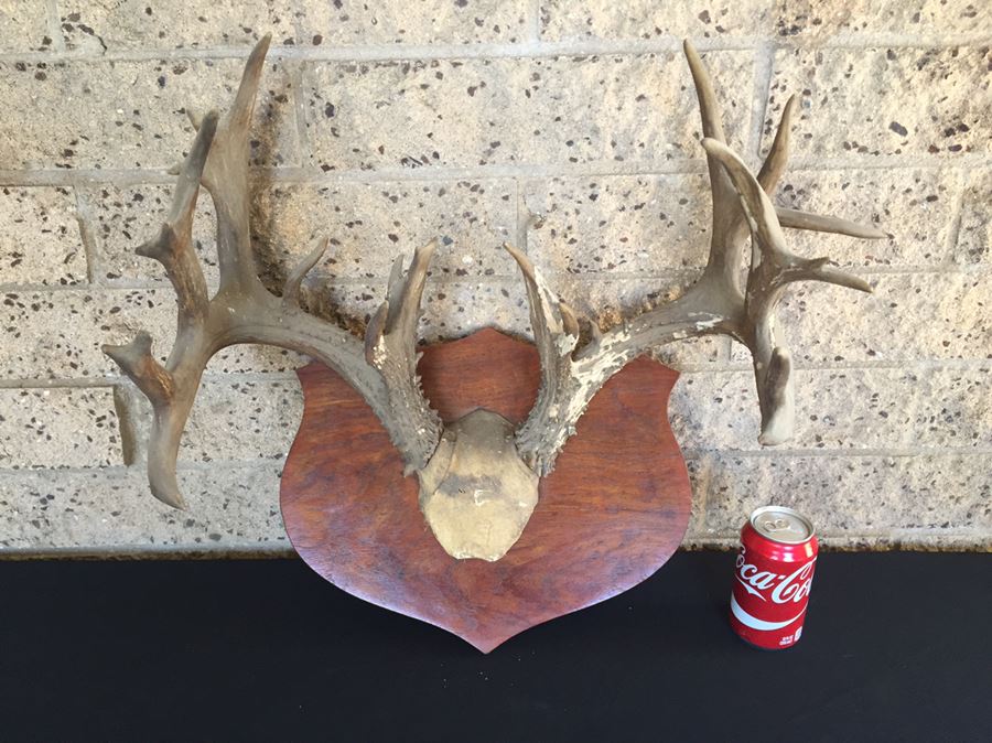 Taxidermy Mounted Antlers [Photo 10]