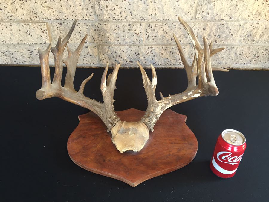 Taxidermy Mounted Antlers