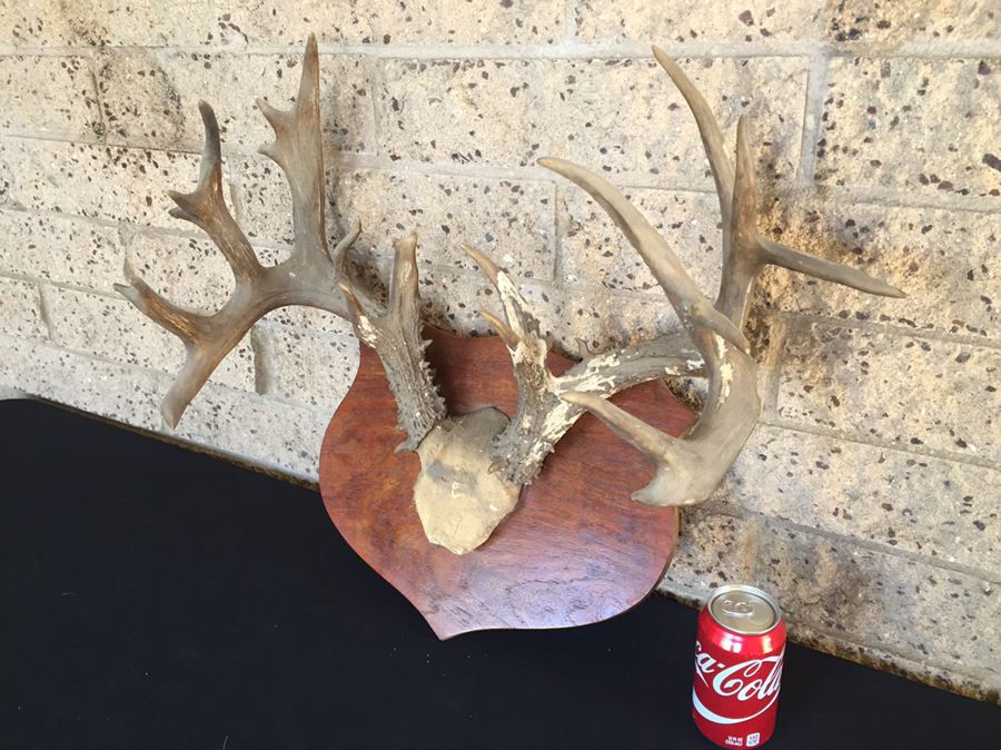 Taxidermy Mounted Antlers [Photo 9]