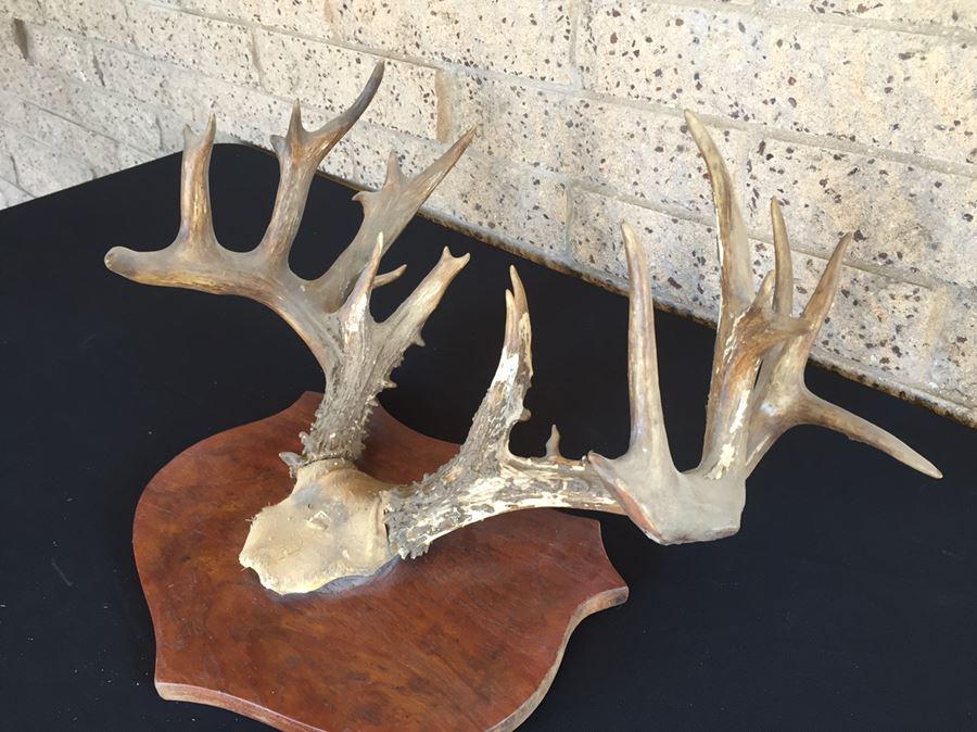 Taxidermy Mounted Antlers [Photo 4]