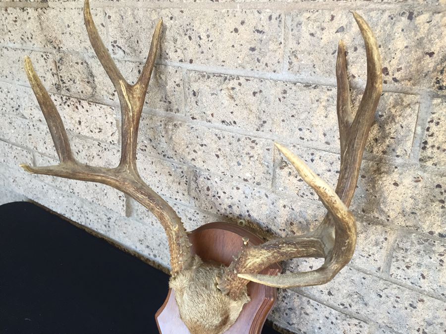 Taxidermy Mounted Antlers