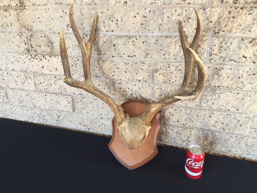 Taxidermy Mounted Antlers [Photo 8]