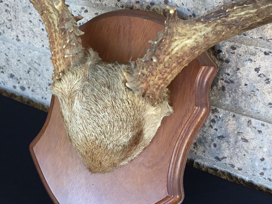 Taxidermy Mounted Antlers [Photo 3]