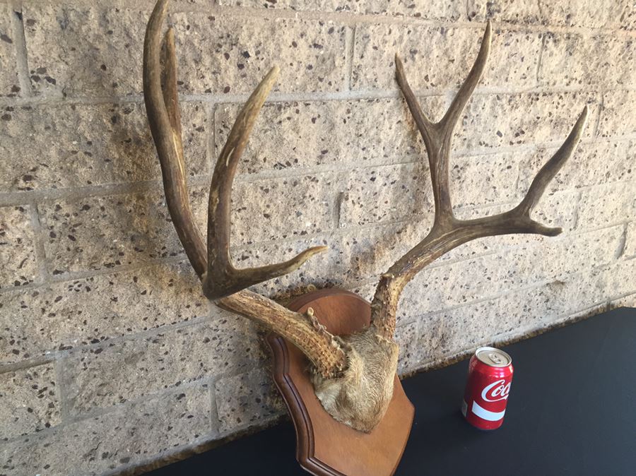 Taxidermy Mounted Antlers