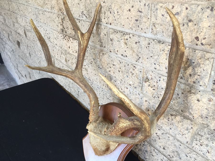 Taxidermy Mounted Antlers [Photo 4]