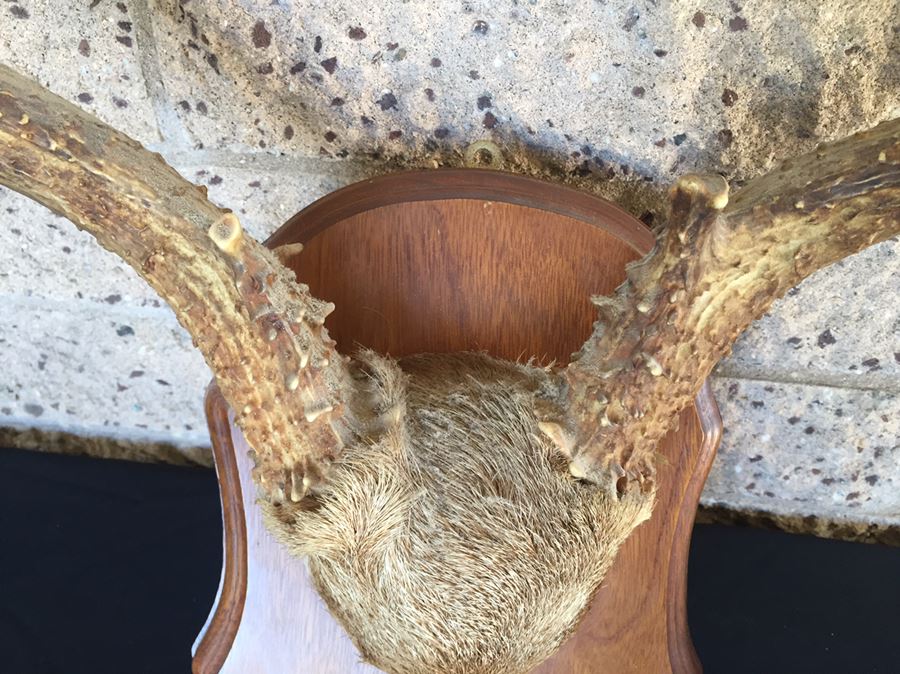 Taxidermy Mounted Antlers [Photo 9]