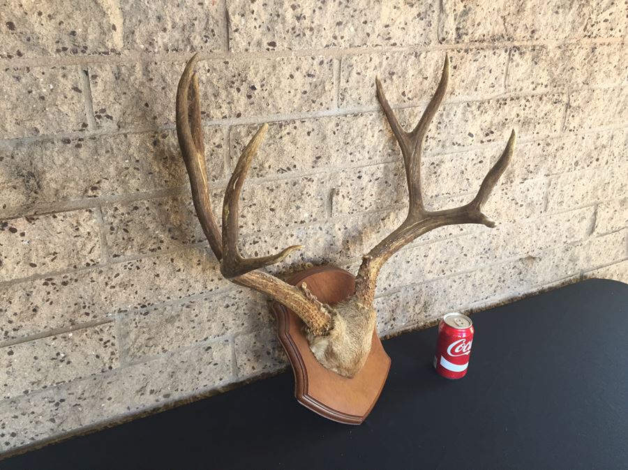 Taxidermy Mounted Antlers [Photo 6]