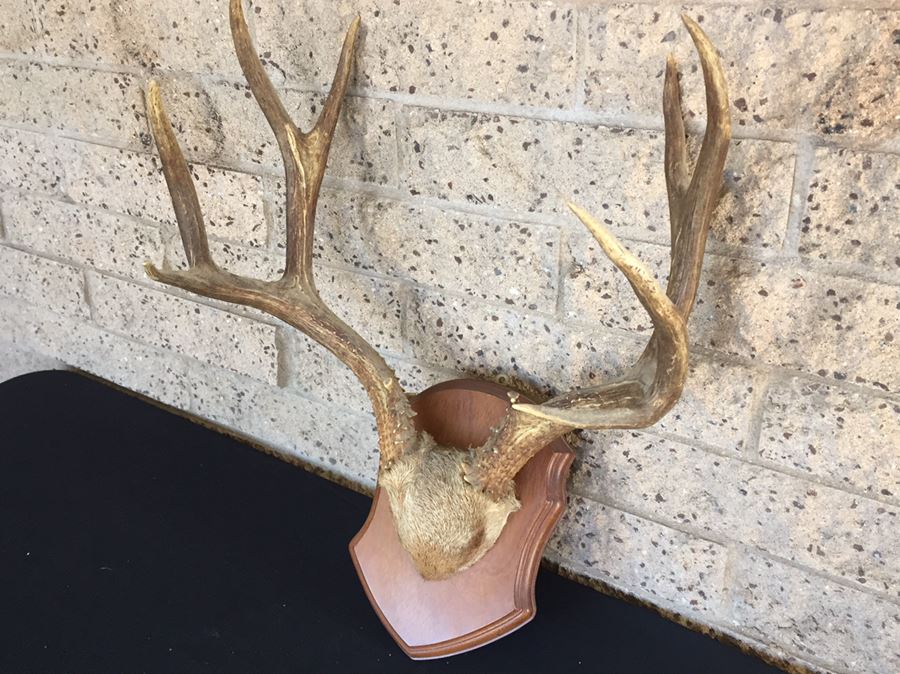 Taxidermy Mounted Antlers