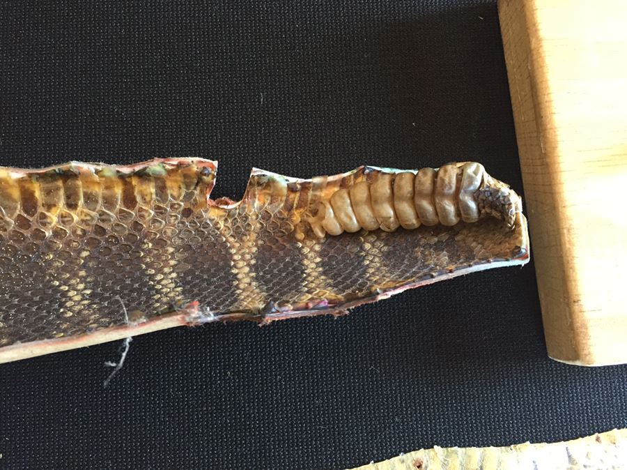 Collection Of Snake Skins Taxidermy Mostly Rattlesnakes With Rattles [Photo 6]