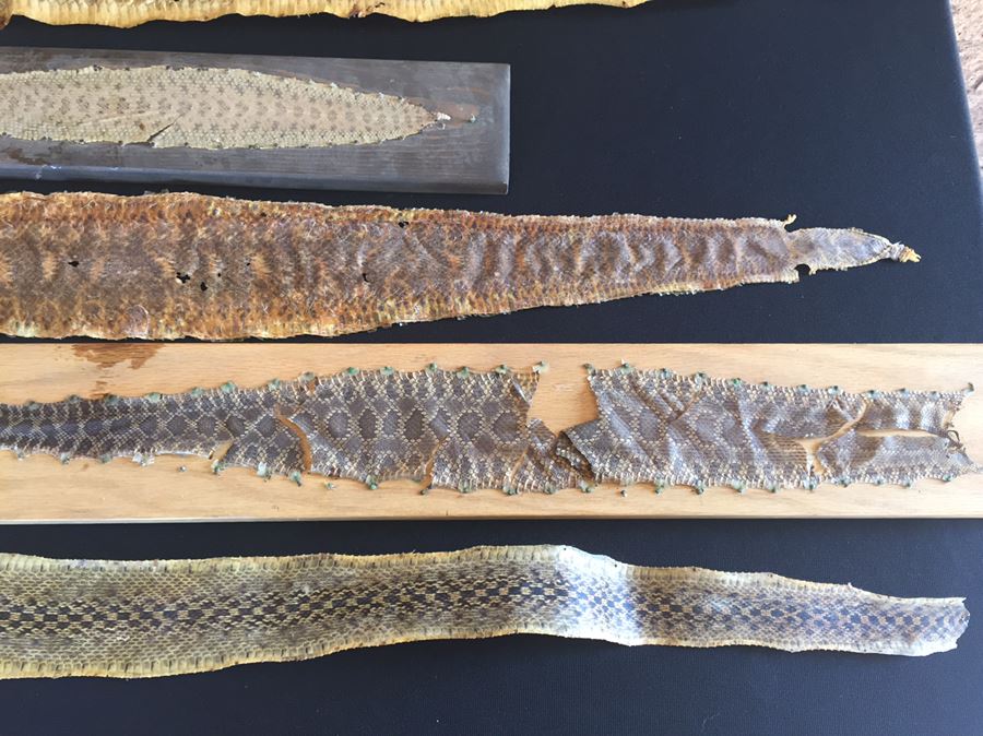 Collection Of Snake Skins Taxidermy Mostly Rattlesnakes With Rattles [Photo 13]