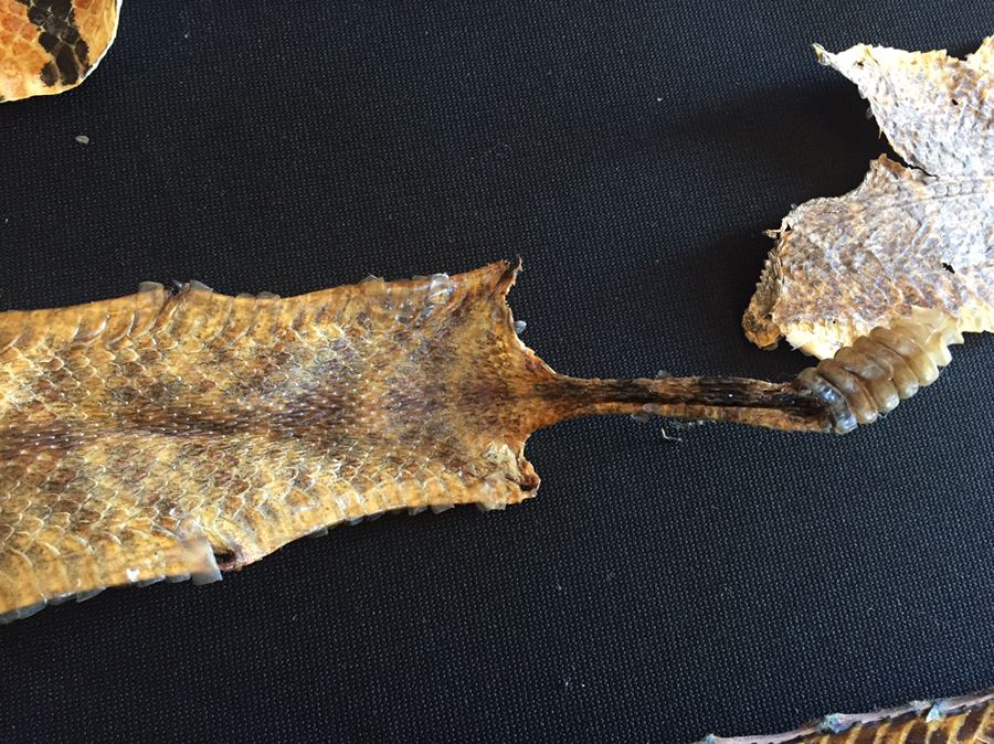 Collection Of Snake Skins Taxidermy Mostly Rattlesnakes With Rattles [Photo 8]