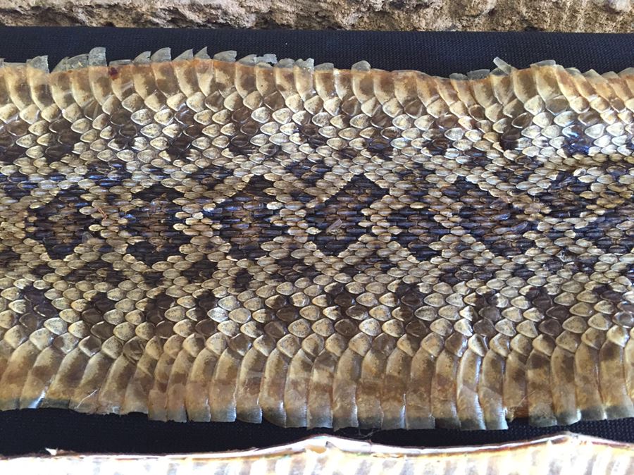 Collection Of Snake Skins Taxidermy Mostly Rattlesnakes With Rattles [Photo 5]