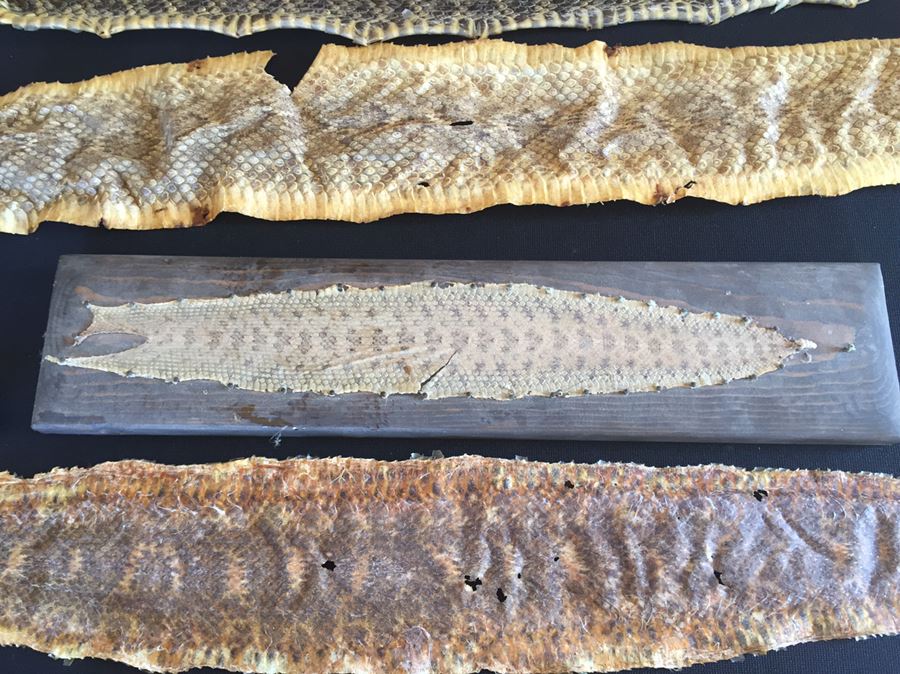 Collection Of Snake Skins Taxidermy Mostly Rattlesnakes With Rattles [Photo 17]