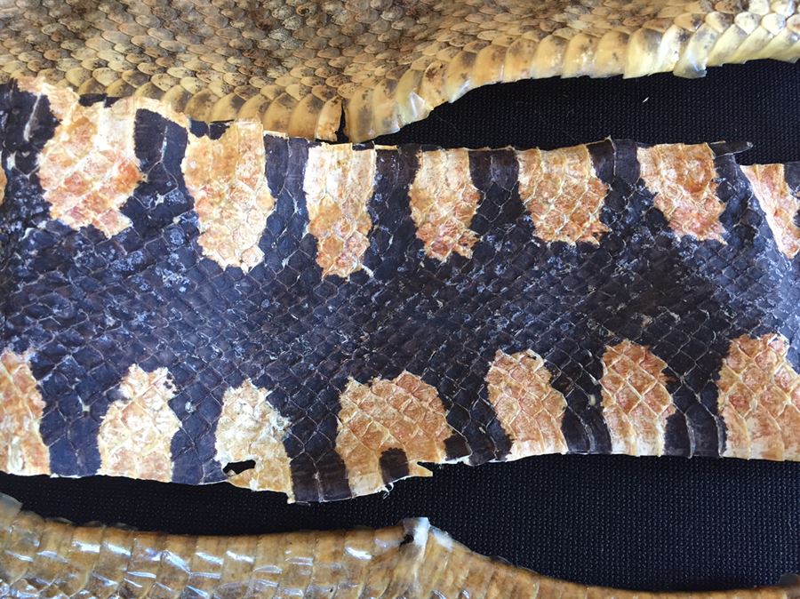 Collection Of Snake Skins Taxidermy Mostly Rattlesnakes With Rattles [Photo 10]