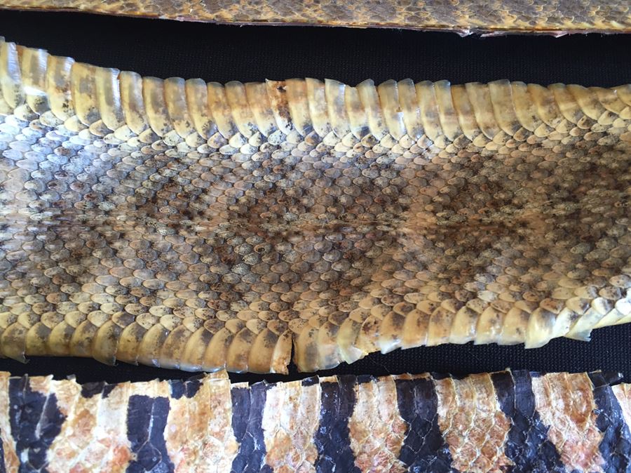 Collection Of Snake Skins Taxidermy Mostly Rattlesnakes With Rattles [Photo 9]