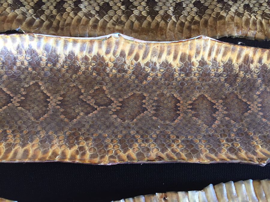 Collection Of Snake Skins Taxidermy Mostly Rattlesnakes With Rattles