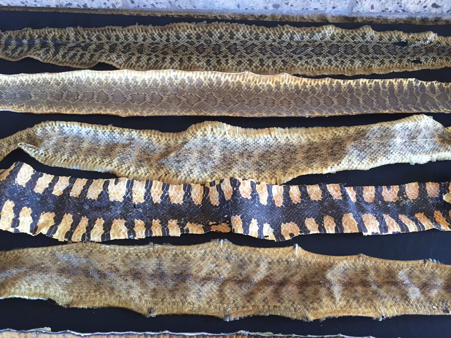 Collection Of Snake Skins Taxidermy Mostly Rattlesnakes With Rattles [Photo 7]