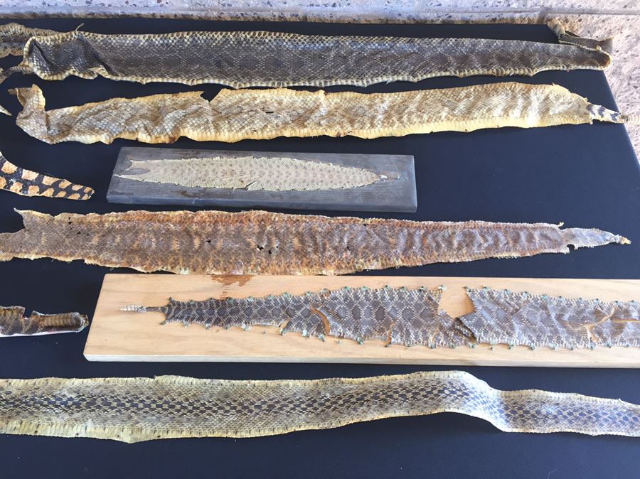 Collection Of Snake Skins Taxidermy Mostly Rattlesnakes With Rattles [Photo 12]