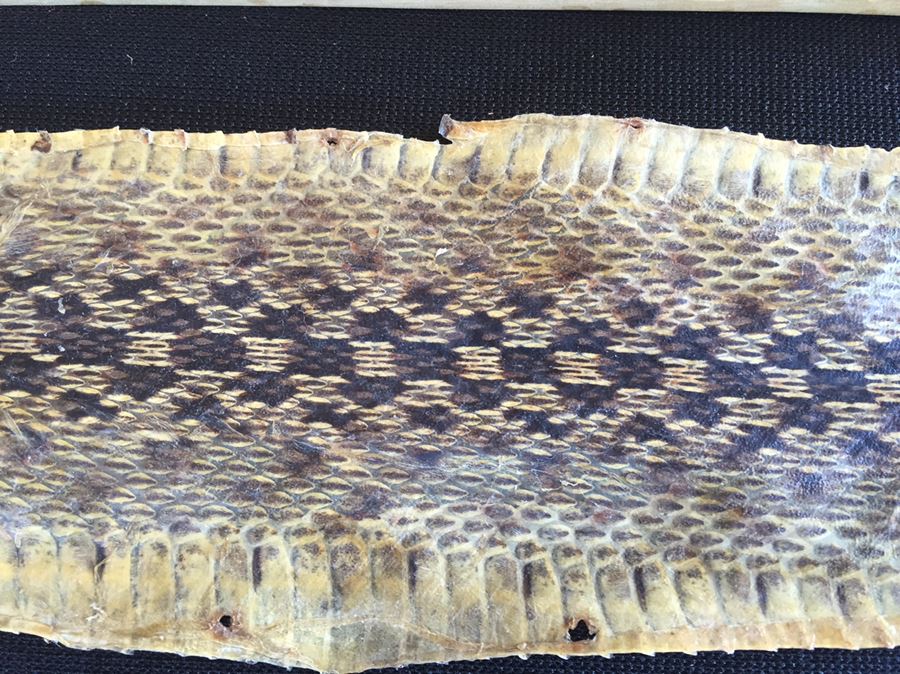 Collection Of Snake Skins Taxidermy Mostly Rattlesnakes With Rattles [Photo 15]