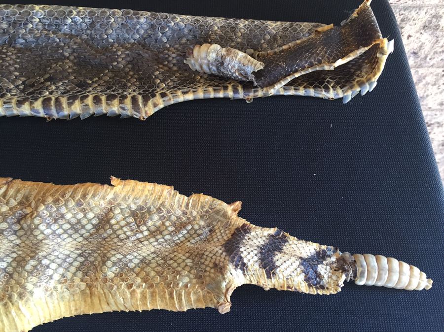 Collection Of Snake Skins Taxidermy Mostly Rattlesnakes With Rattles [Photo 3]