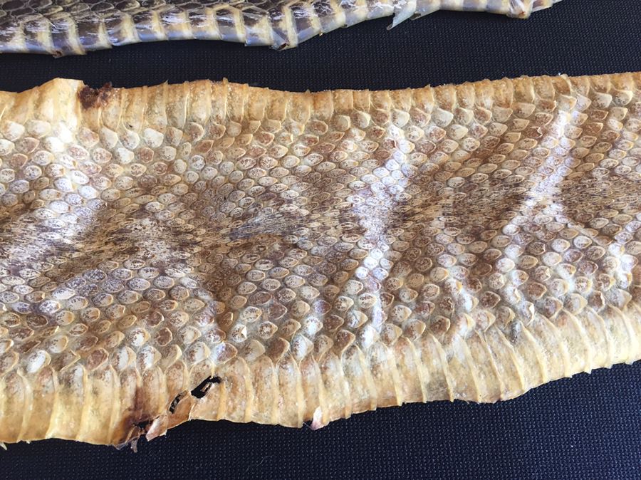 Collection Of Snake Skins Taxidermy Mostly Rattlesnakes With Rattles [Photo 18]