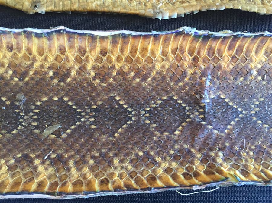 Collection Of Snake Skins Taxidermy Mostly Rattlesnakes With Rattles [Photo 4]