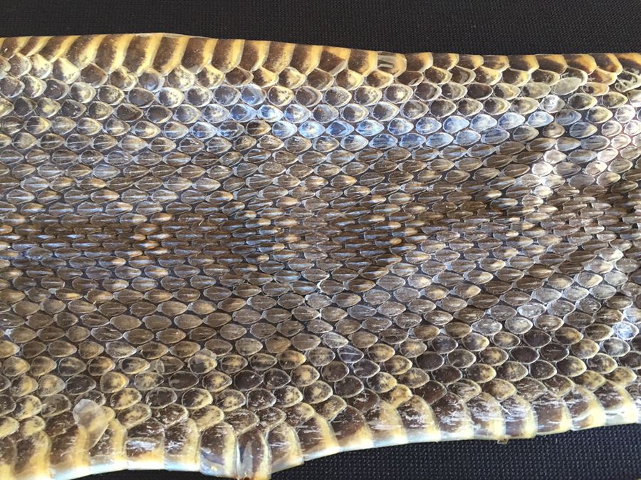 Collection Of Snake Skins Taxidermy Mostly Rattlesnakes With Rattles [Photo 16]