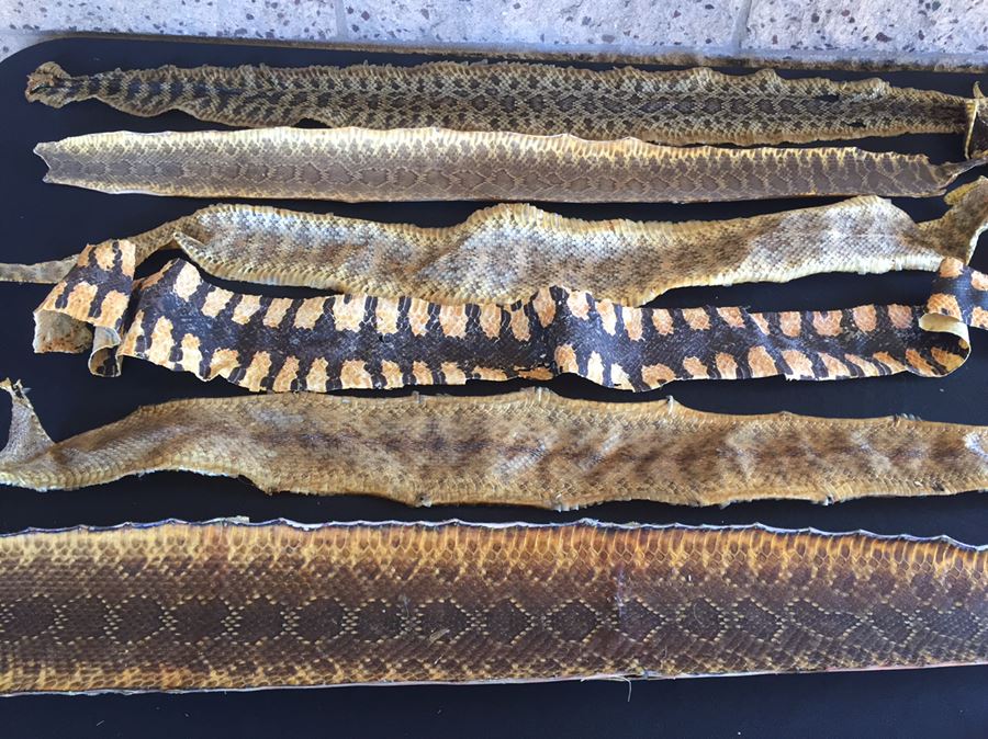 Collection Of Snake Skins Taxidermy Mostly Rattlesnakes With Rattles [Photo 2]