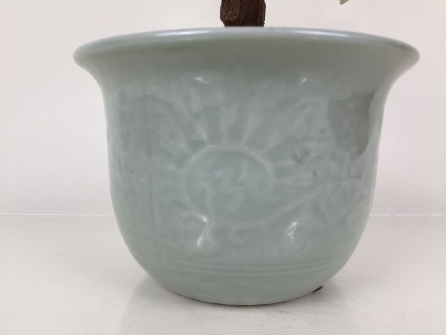 Large Jade Plant With Pot [Photo 5]