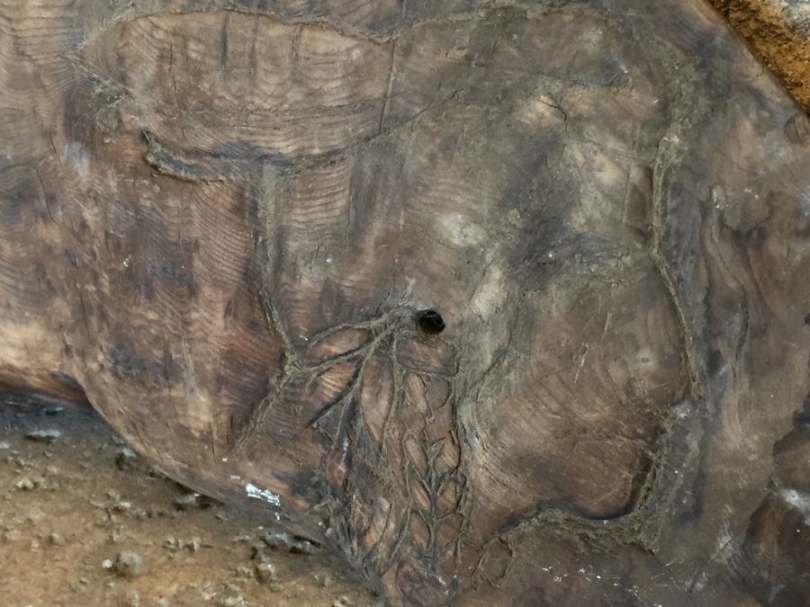 Driftwood With Native American Figure Carving [Photo 3]