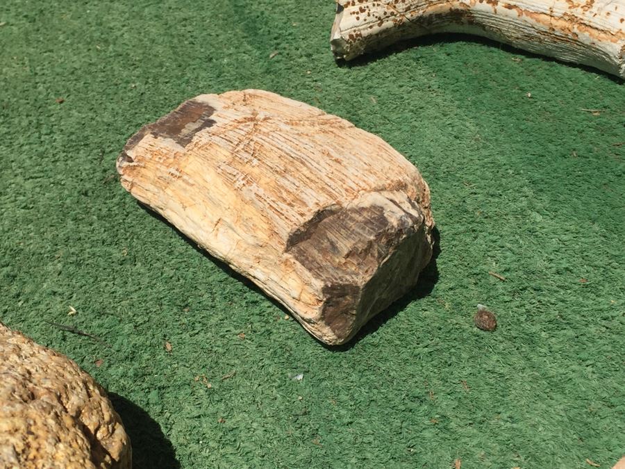 Collection Of Petrified Wood And Small Geode [Photo 11]