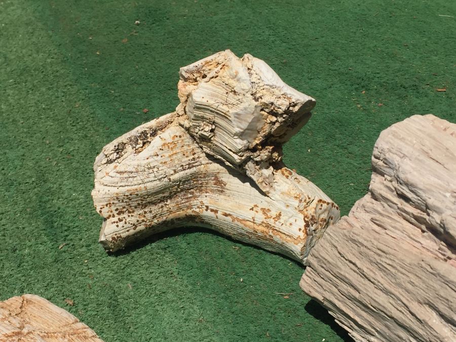 Collection Of Petrified Wood And Small Geode [Photo 10]